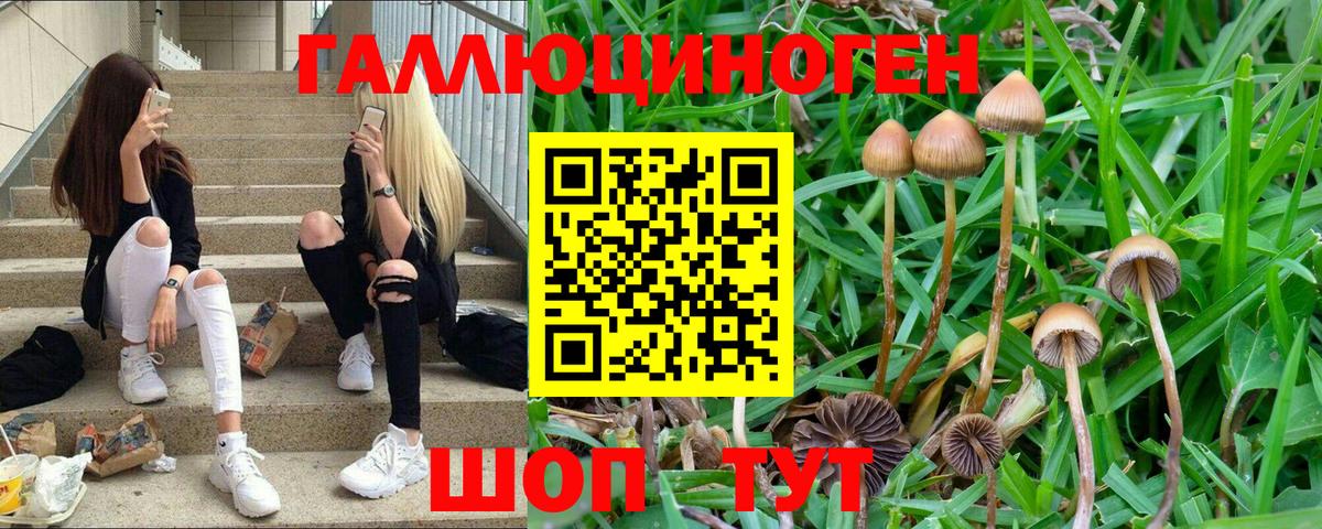 Галлюциногенные грибы Psilocybine cubensis Мценск